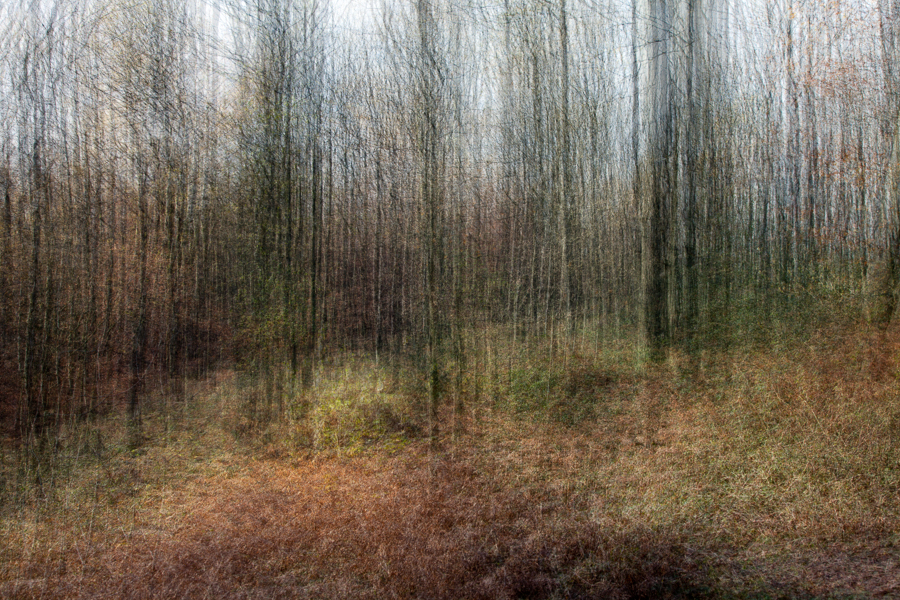 haluzinogener Waldspaziergang