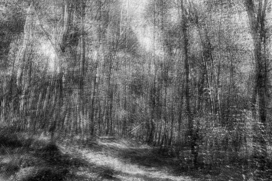 Wald