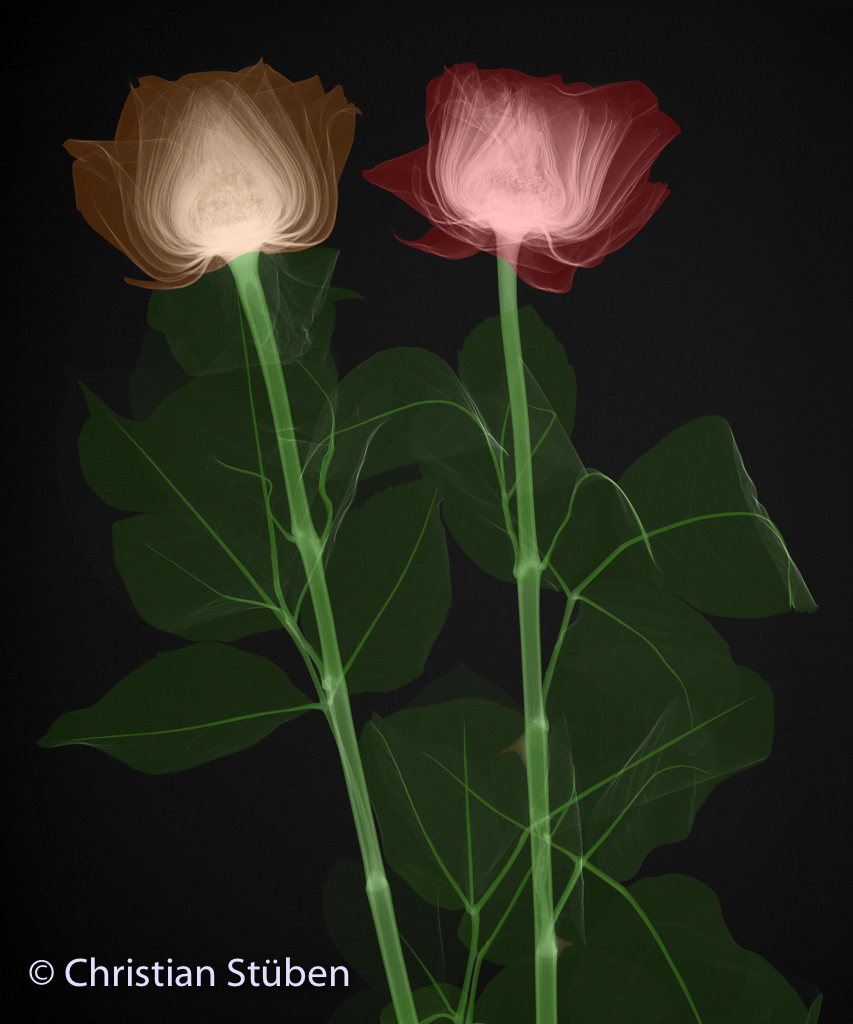 <font size=+1>Rey Rosa Ray</font>