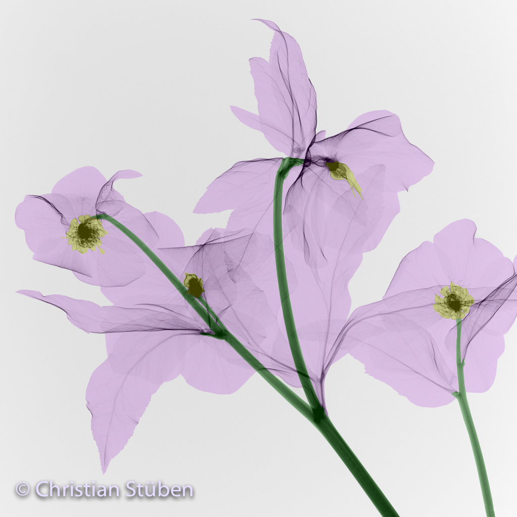 Christrose X