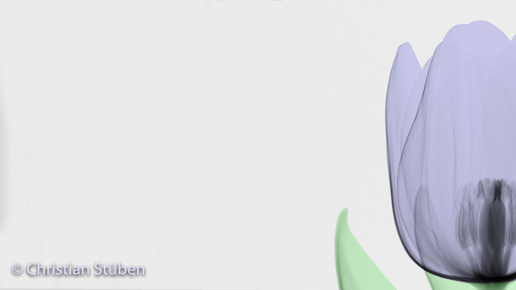 Tulpe X