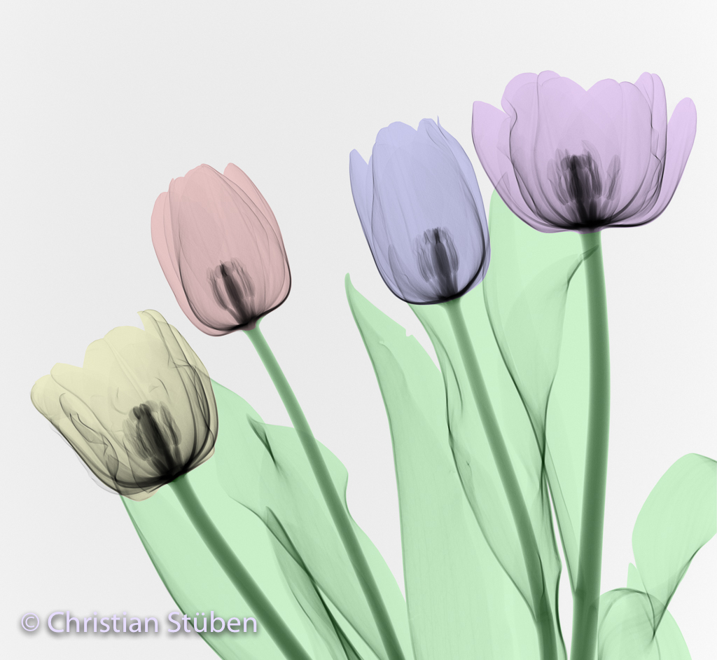 Tulpe X