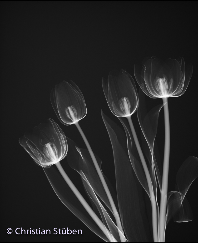 Tulpe X