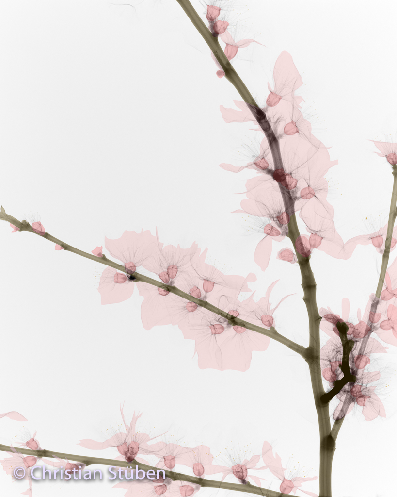 Mandelblüte X /kol