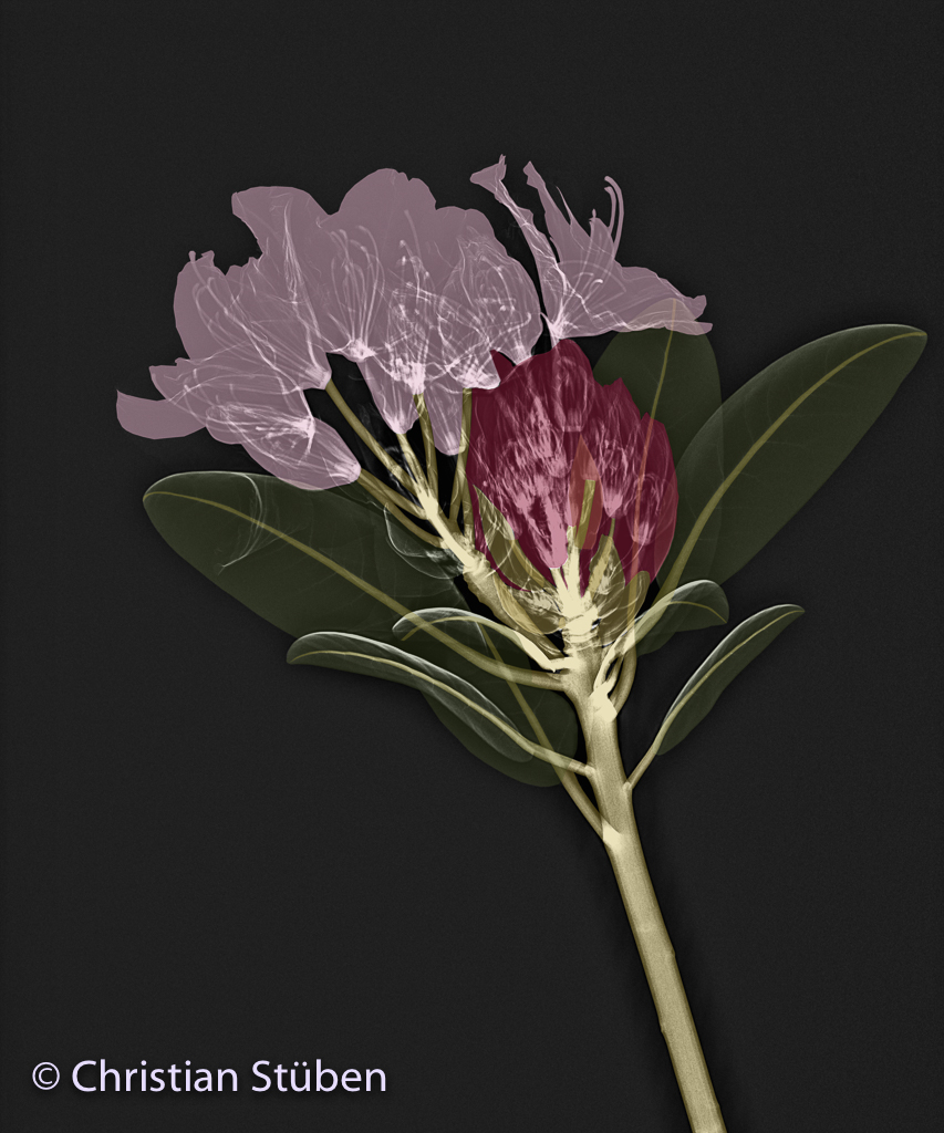 Rhododendron