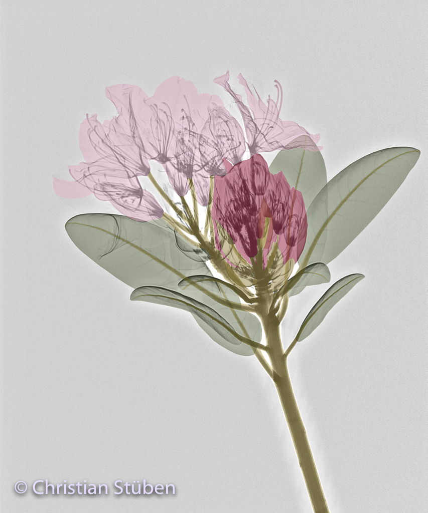 Rhododendron