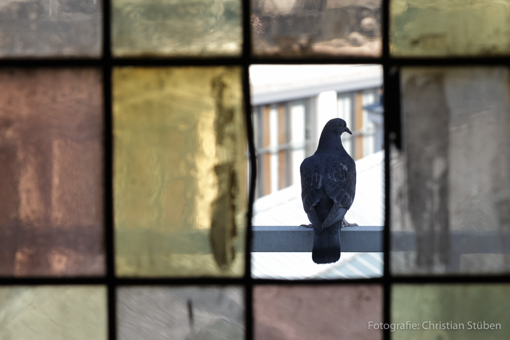 Taube