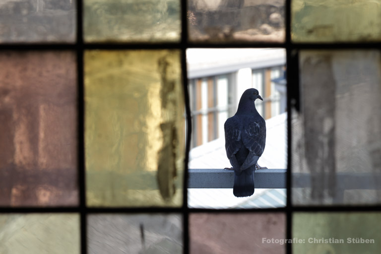 Taube